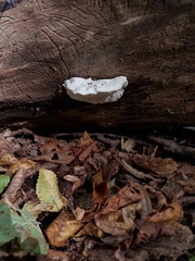Amaropostia stiptica