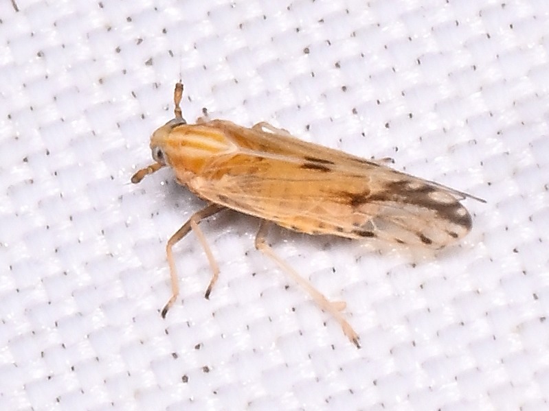 Corn Delphacid