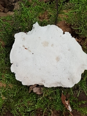 Amaropostia stiptica