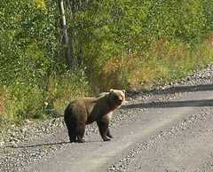 Ursus arctos beringianus