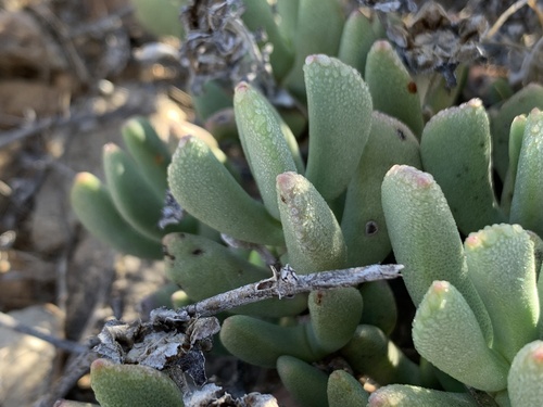 Hereroa latipetala L.Bolus 4