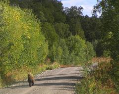 Ursus arctos beringianus