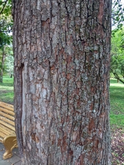 Angiospermae