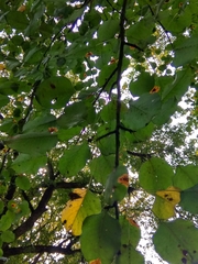 Angiospermae