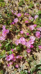 Lampranthus sociorum