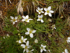 Arenaria ciliata