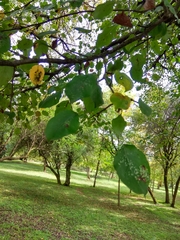 Angiospermae