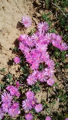 Lampranthus sociorum