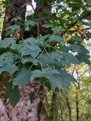Acer