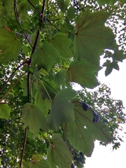 Acer