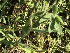 Gaillardia aestivalis