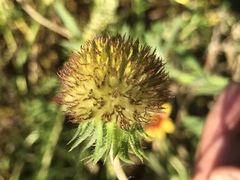 Gaillardia aestivalis