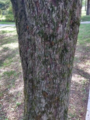 Angiospermae
