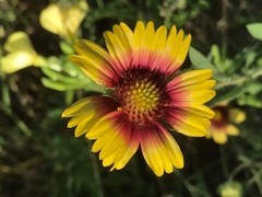 Gaillardia aestivalis