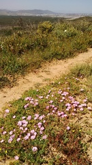 Lampranthus sociorum