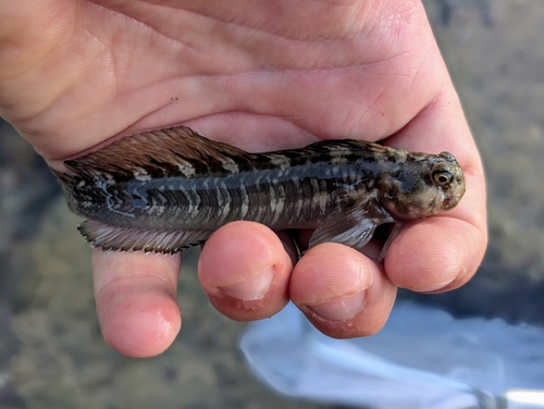 Zebra-rotsspringer (Istiblennius zebra) — Blenniidae