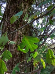 Angiospermae