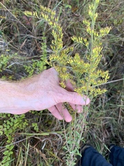 Solidago pinetorum