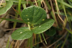 Vigna riukiuensis