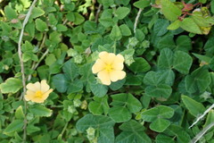 Sida rhombifolia insularis