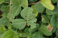 Sida rhombifolia insularis