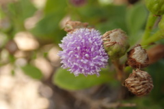 Cyanthillium maritimum
