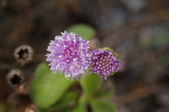 Cyanthillium maritimum