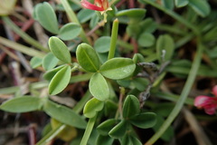 Indigofera trifoliata
