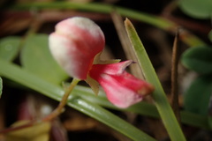 Indigofera trifoliata