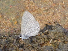 Pseudonacaduba sichela sichela