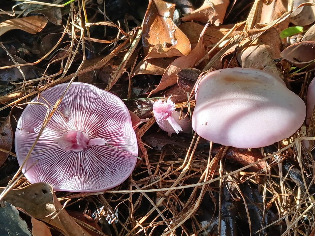 Collybia sordida · June 2025 · photo: © adriana_machado (iNaturalist, cc-by)
