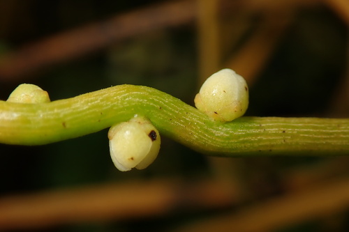 Cassytha filiformis