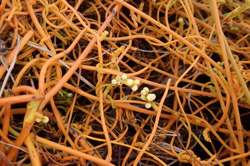 Cassytha filiformis