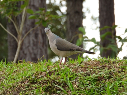 White-tipped Dove