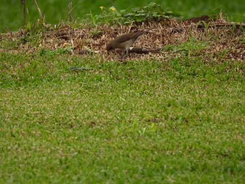 Creamy-bellied Thrush