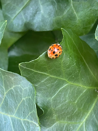Asian Lady Beetle photographed in North Carolina