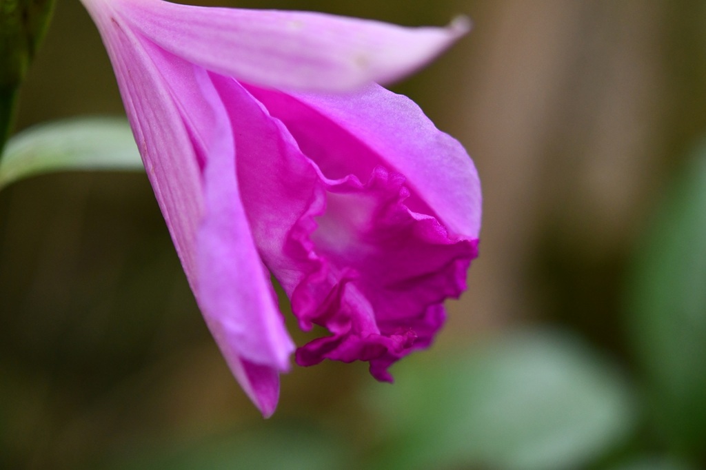 Sobralia macrantha; photograph (c) Neptalí Ramírez Marcial, some rights reserved (CC BY)