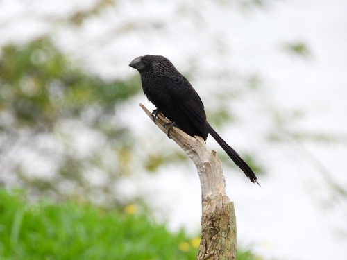 Smooth-billed Ani