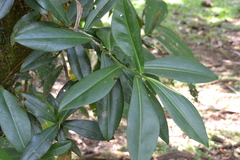 Souroubea sympetala