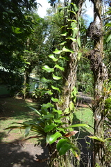 Monstera tuberculata