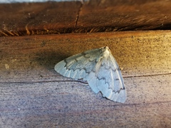 Nepytia pellucidaria