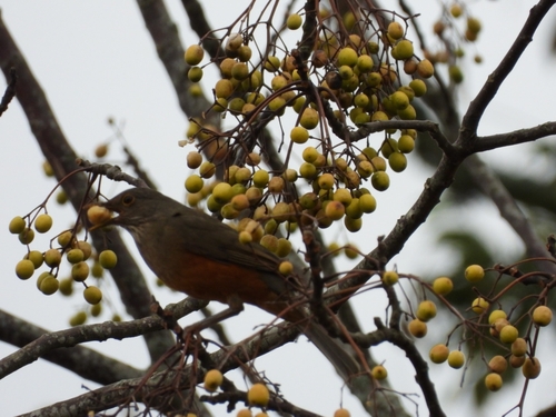 Rufous-bellied Thrush