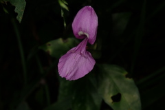 Dicliptera tinctoria