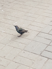 Sturnus vulgaris