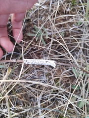 Lasiocampoidea