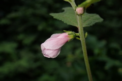 Urena procumbens