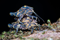 Hyperyboella orphania