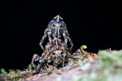 Hyperyboella orphania