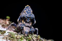 Hyperyboella orphania