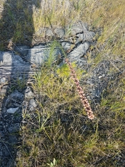 Liatris aspera